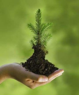 A tree for every kitchen!